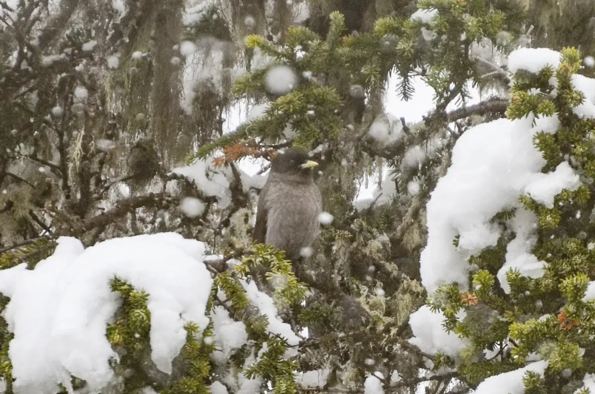 File:Perisoreus internigrans - Jay Pruett - 347446289.jpeg