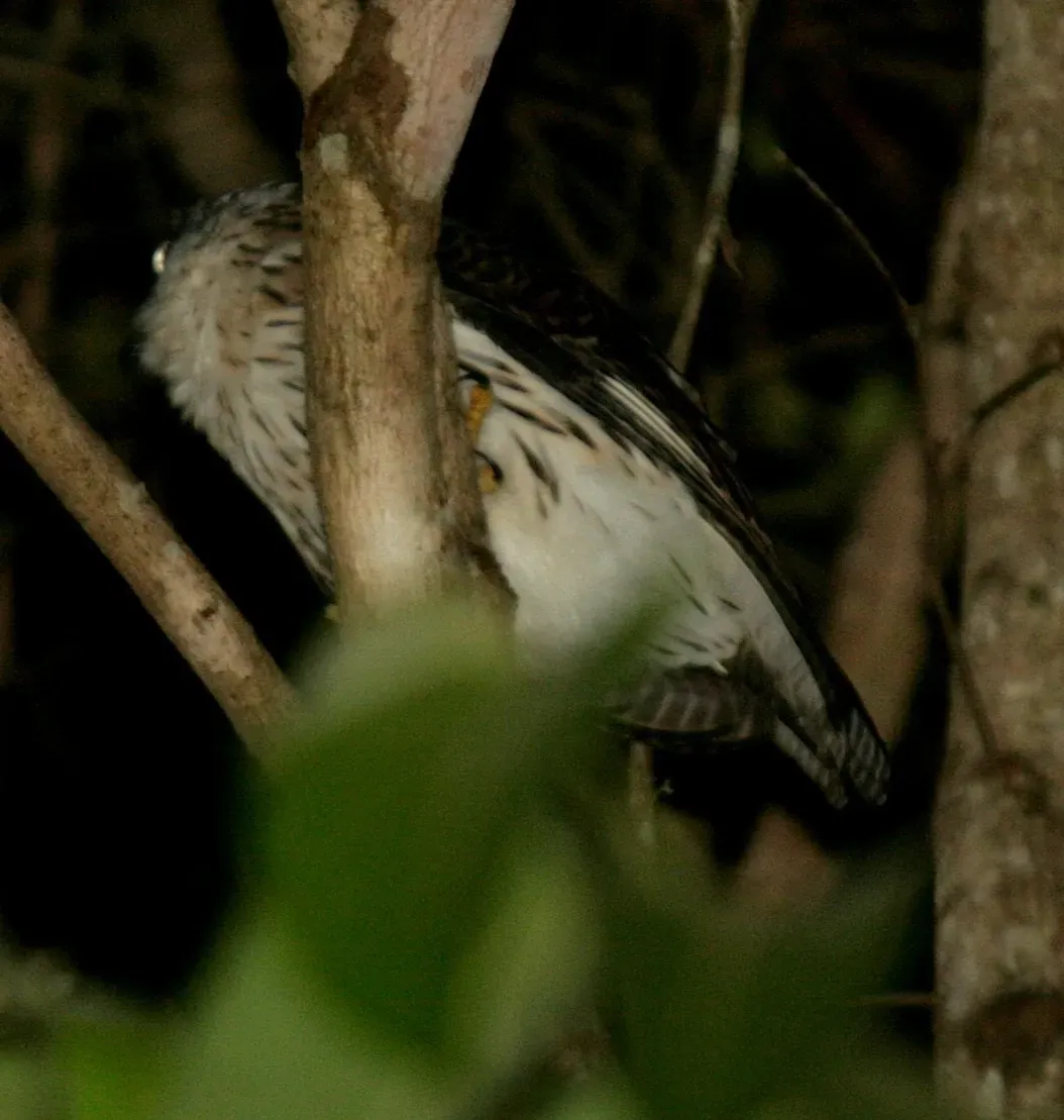 File:Uroglaux dimorpha - Mikael Bauer - 109950815.jpeg