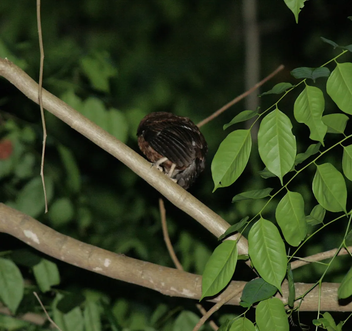 File:Otus moheliensis - Mikael Bauer - 62087472.jpeg