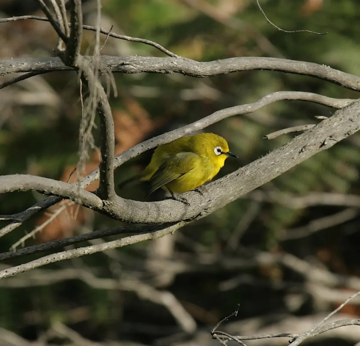 File:Zosterops kirki - Mikael Bauer - 62104082.jpeg