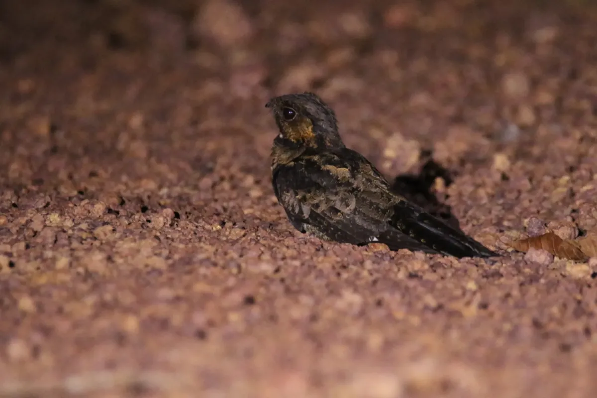 File:Caprimulgus batesi - bureaubenjamin - 350450810.jpeg