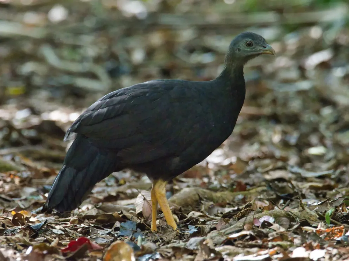 File:Talegalla fuscirostris - Eric Carpenter - 345282766.jpeg