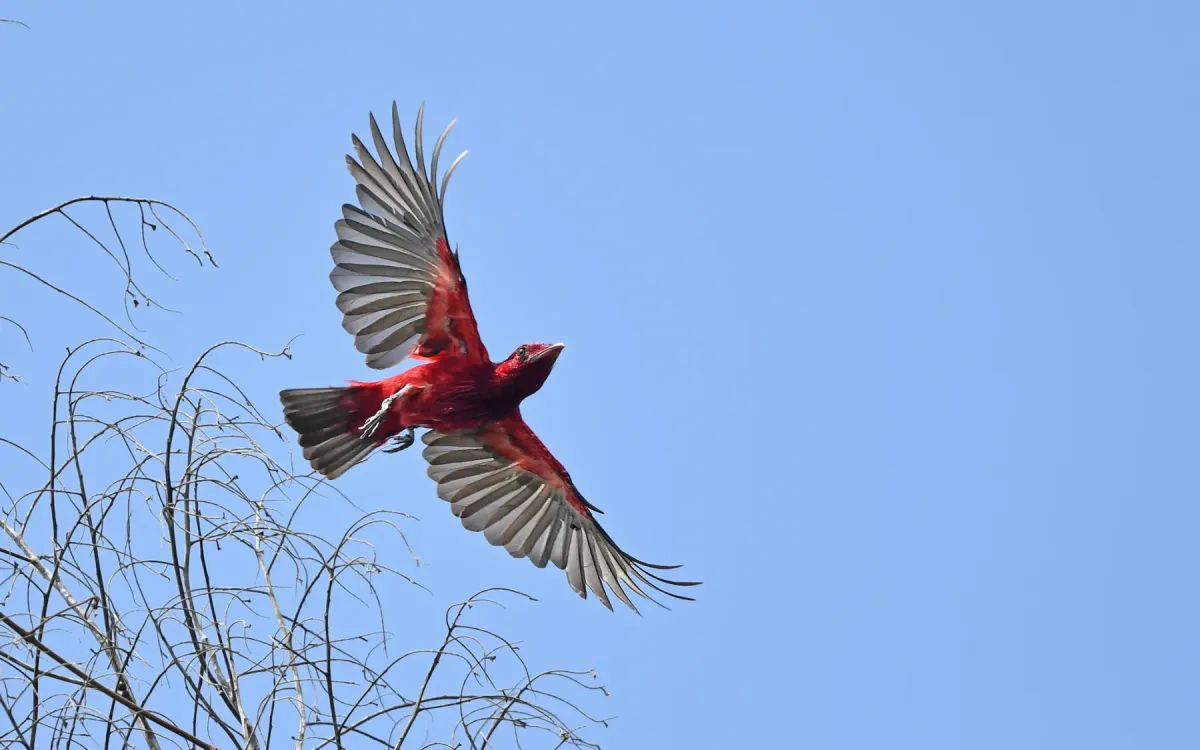 File:Haematoderus militaris - Christoph Moning - 443587419.jpeg