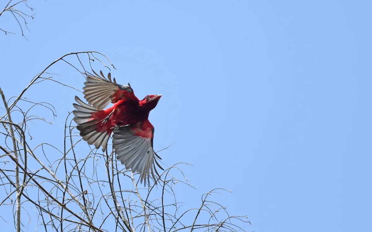 File:Haematoderus militaris - Christoph Moning - 443587335.jpeg