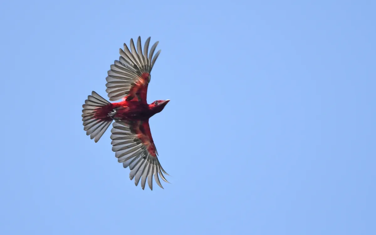 File:Haematoderus militaris - Christoph Moning - 443587598.jpeg