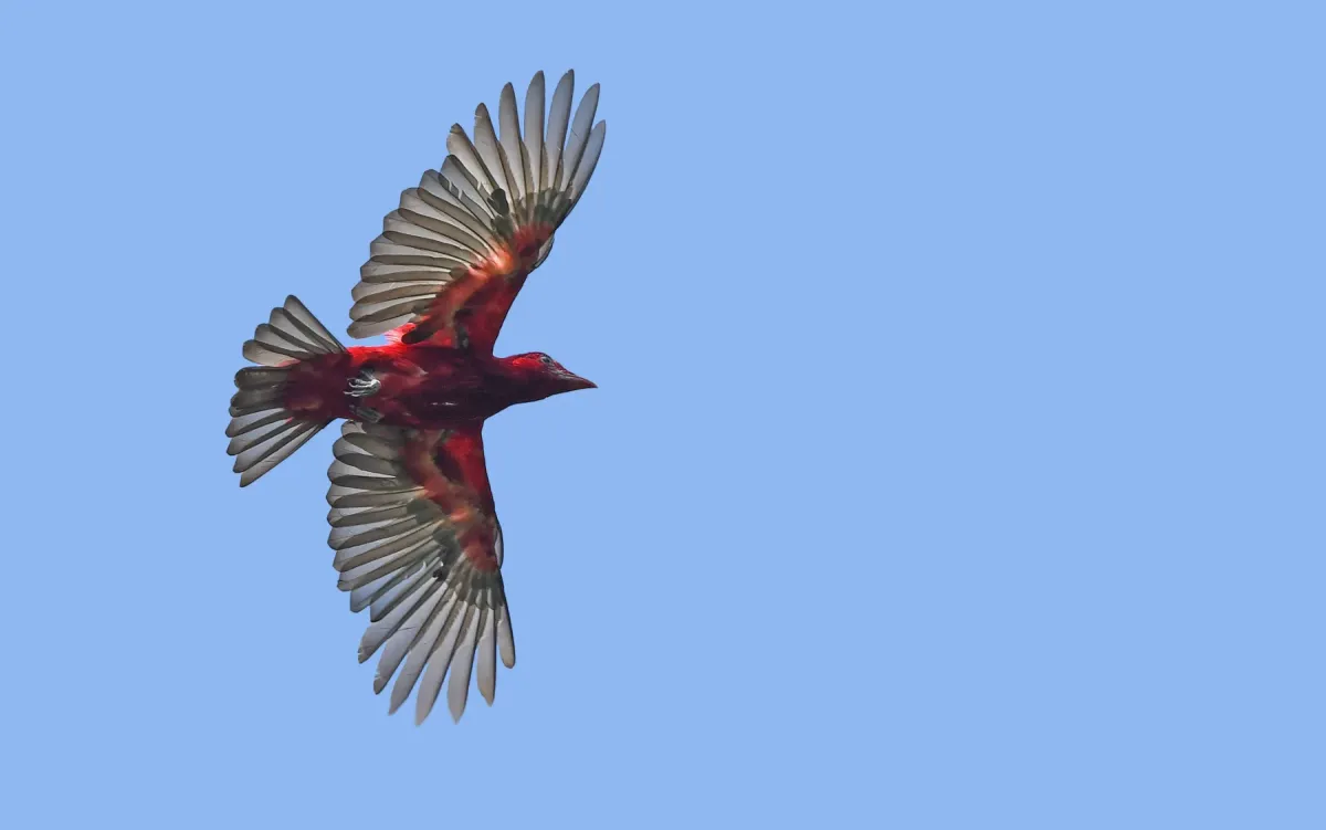 File:Haematoderus militaris - Christoph Moning - 443587520.jpeg