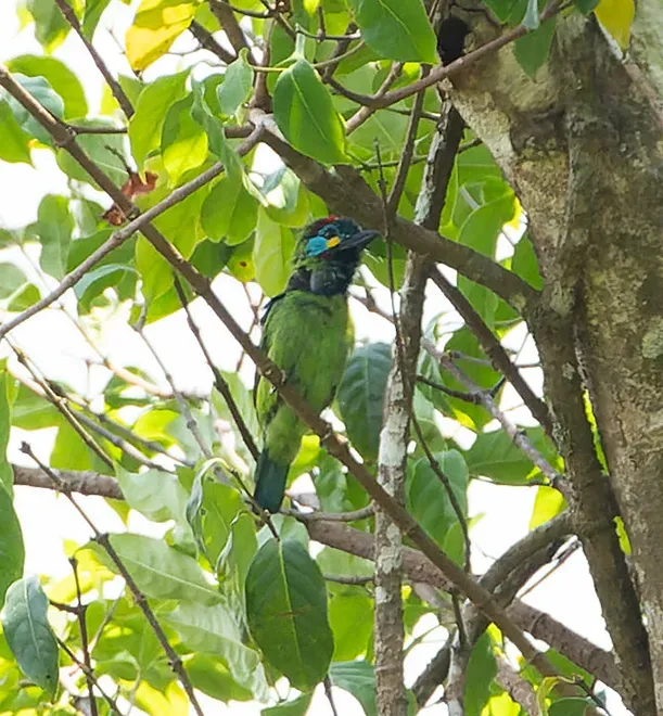 File:Psilopogon eximius - khalebyordan - 623810849 (cropped).jpeg