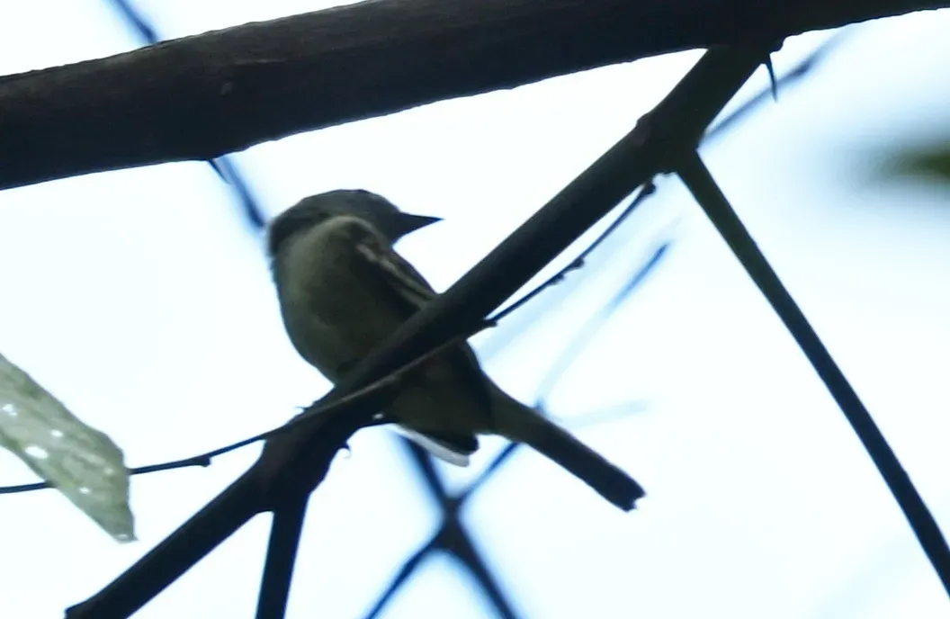 File:Myiopagis parambae - Guy Babineau - 615321443.jpeg