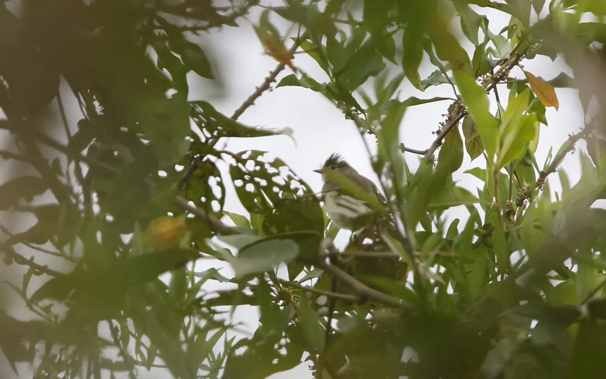 File:Elaenia brachyptera - Christoph Moning - 104817970.jpeg