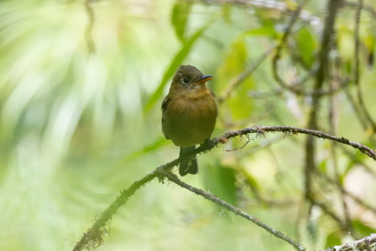 File:Contopus ochraceus - Ryan F. Mandelbaum - 350271870.jpeg