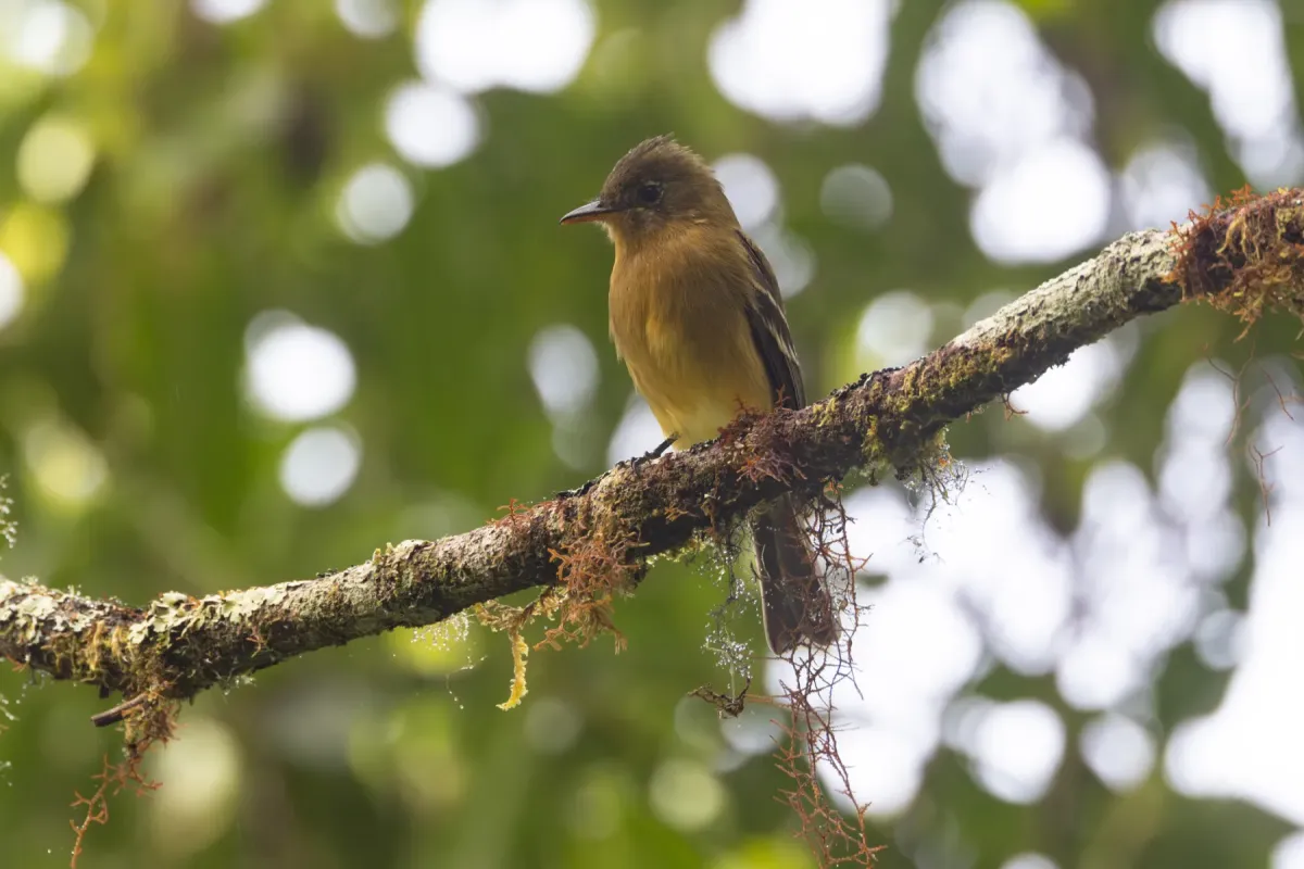 File:Contopus ochraceus - Ryan F. Mandelbaum - 350271891.jpeg