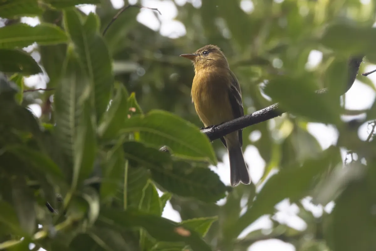 File:Contopus ochraceus - Ryan F. Mandelbaum - 350271890.jpeg