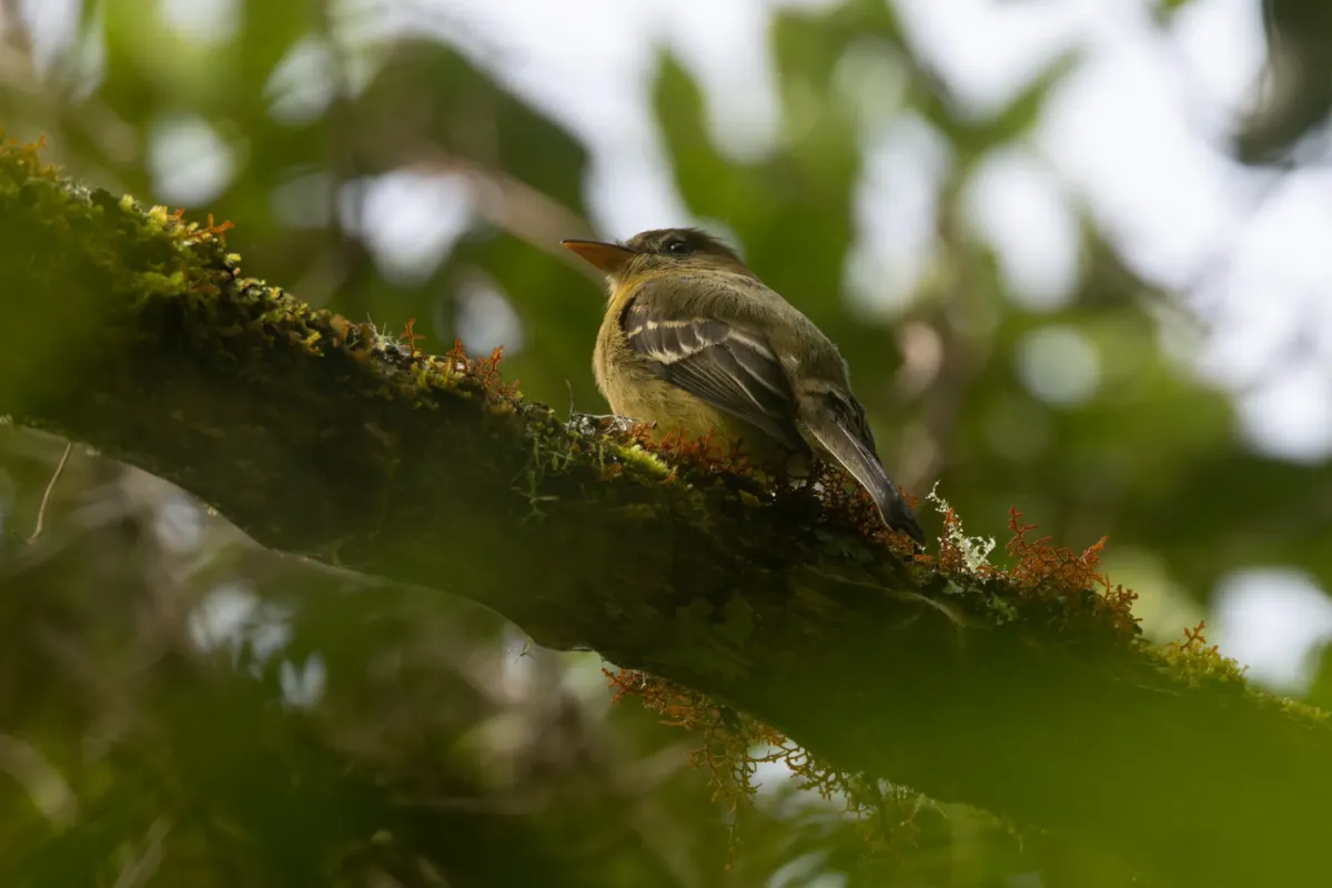 File:Contopus ochraceus - Ryan F. Mandelbaum - 350271885.jpeg