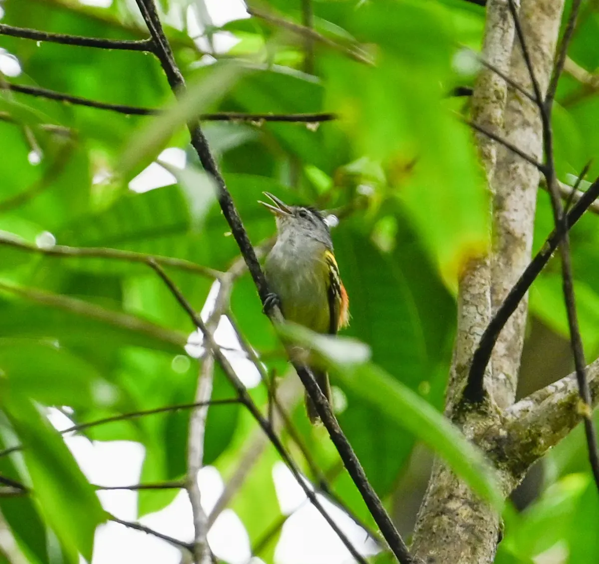 File:Euchrepomis callinota - Amber M. King - 527296483.jpeg