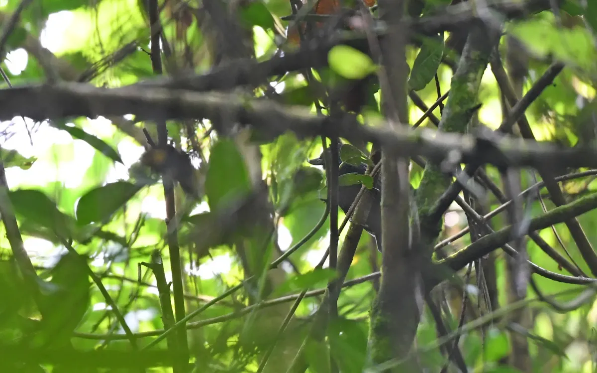 File:Clytoctantes alixii - Christoph Moning - 263014251.jpeg