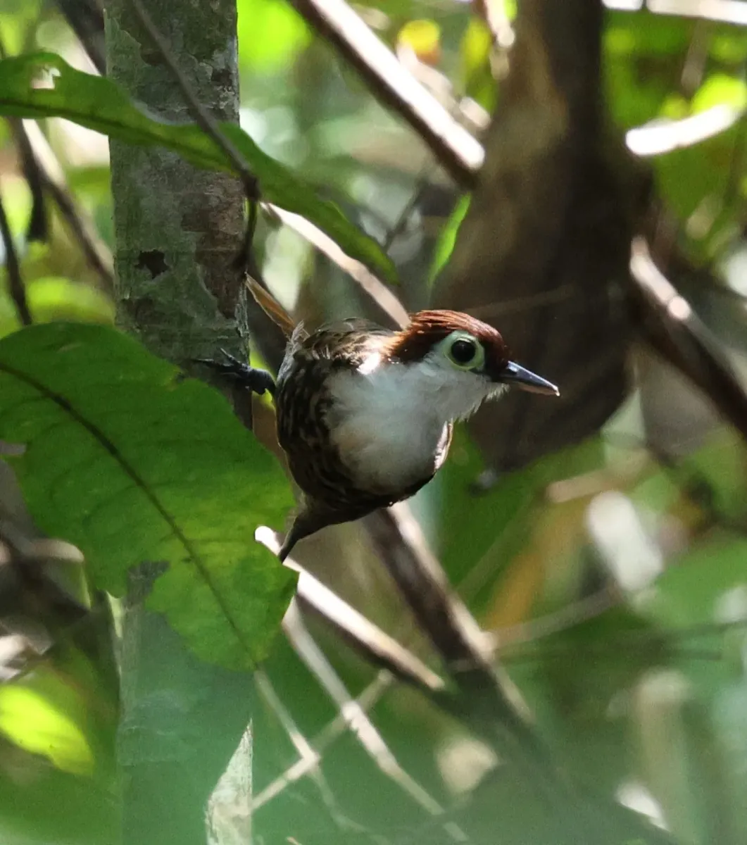 File:Rhegmatorhina hoffmannsi - Miguel - 584297870.jpeg