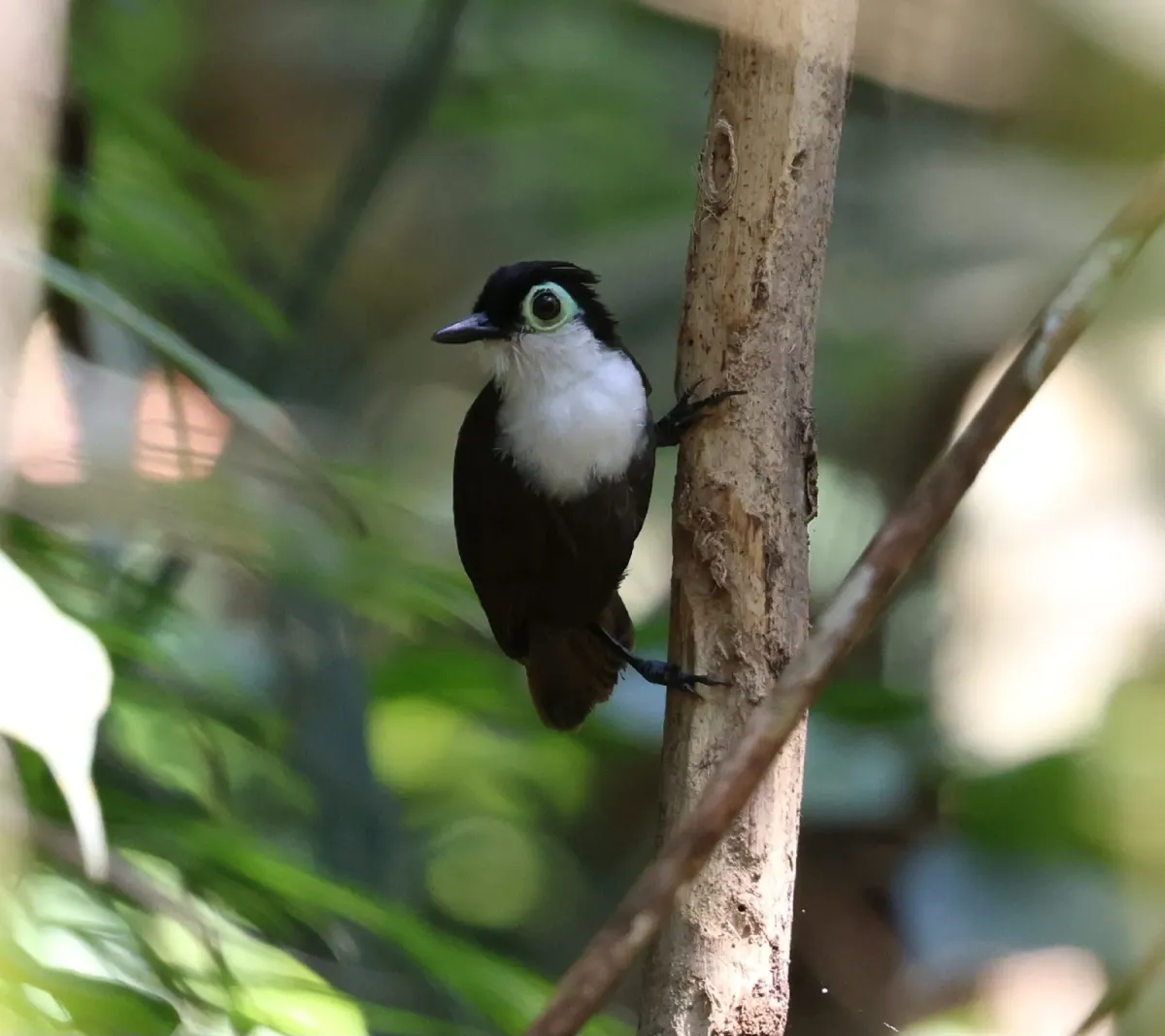 File:Rhegmatorhina hoffmannsi - Miguel - 584297899.jpeg