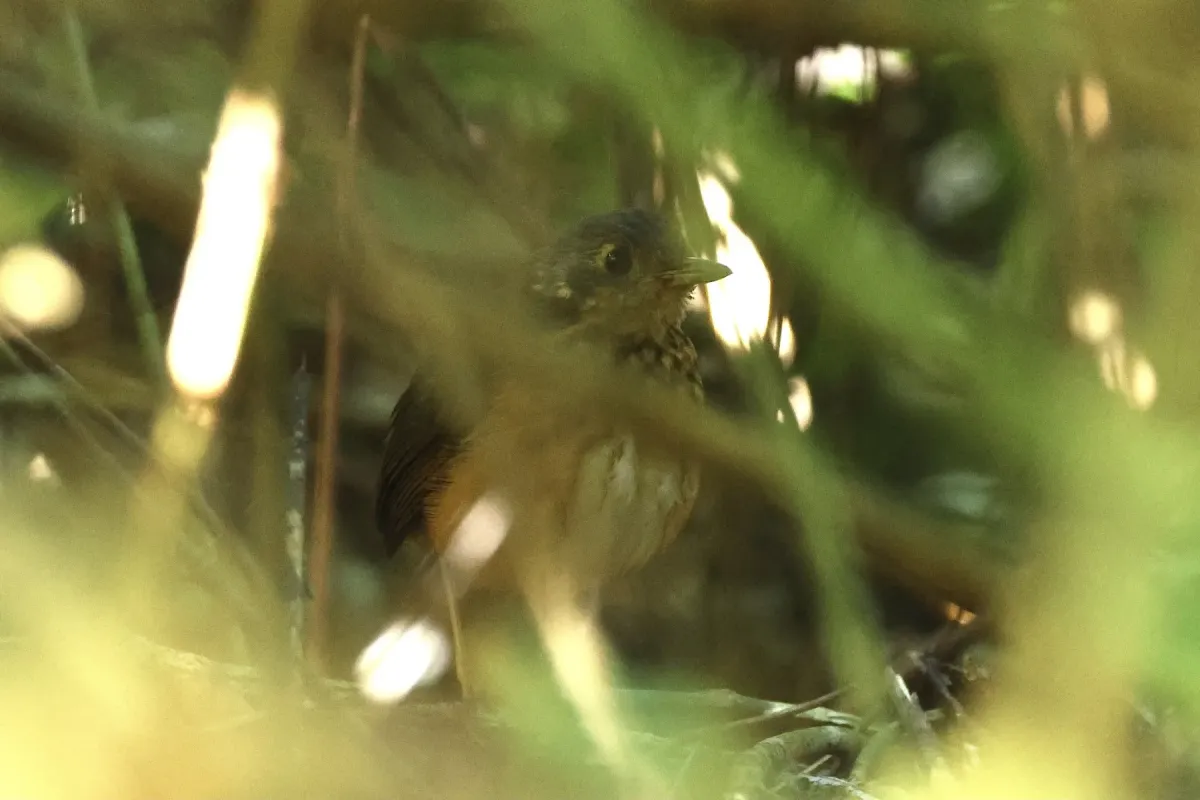 File:Myrmothera dives - er-birds - 266103226.jpeg