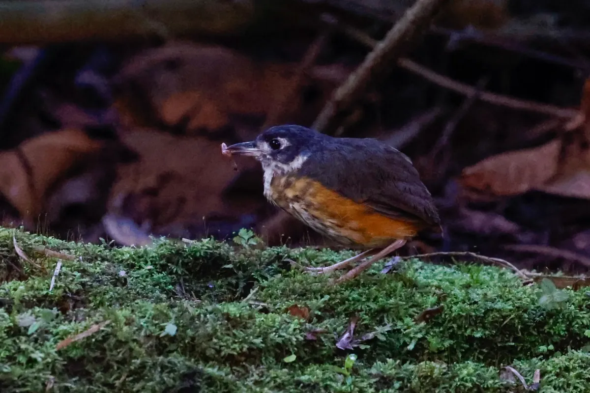 File:Myrmothera fulviventris - Tom Field - 396340668.jpeg