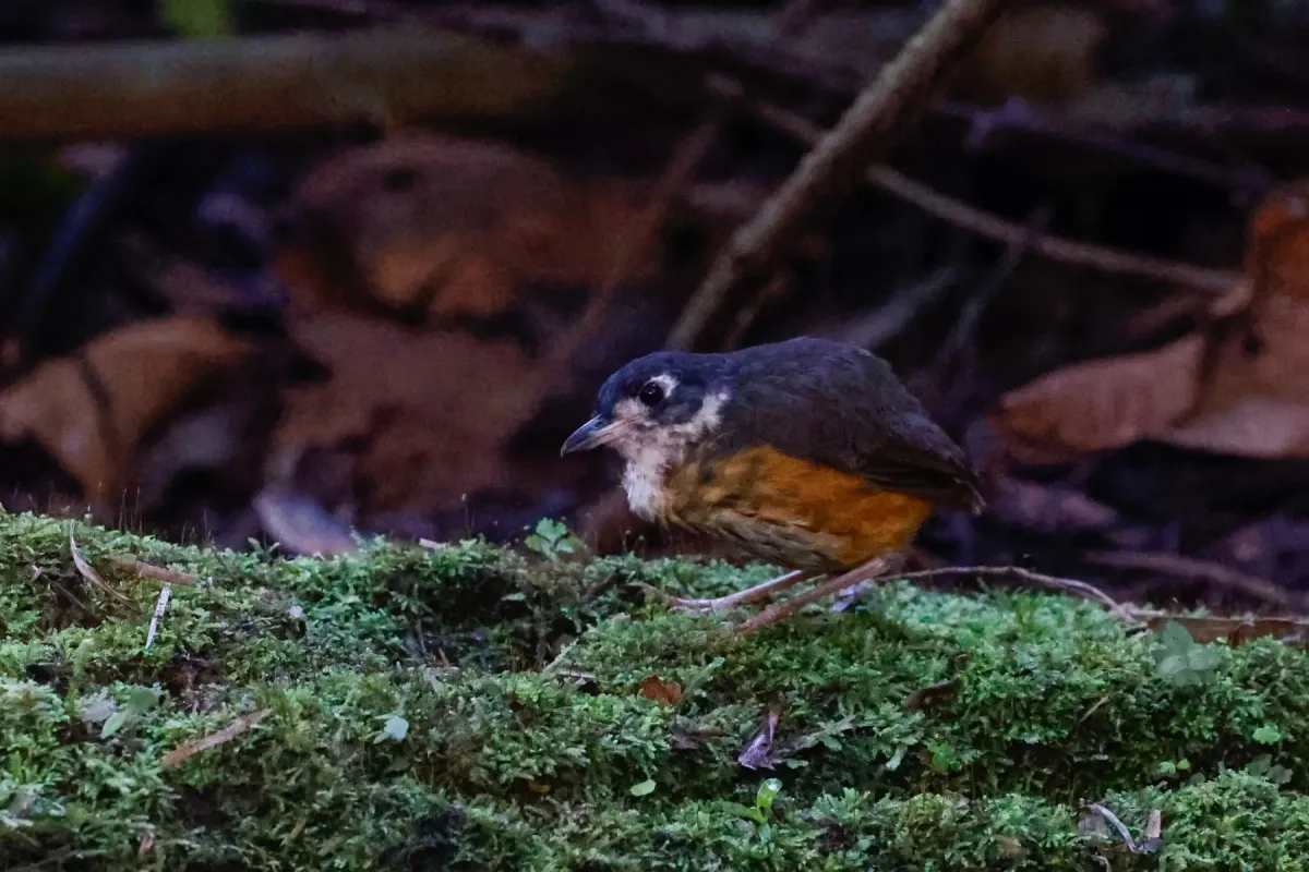 File:Myrmothera fulviventris - Tom Field - 396340701.jpeg