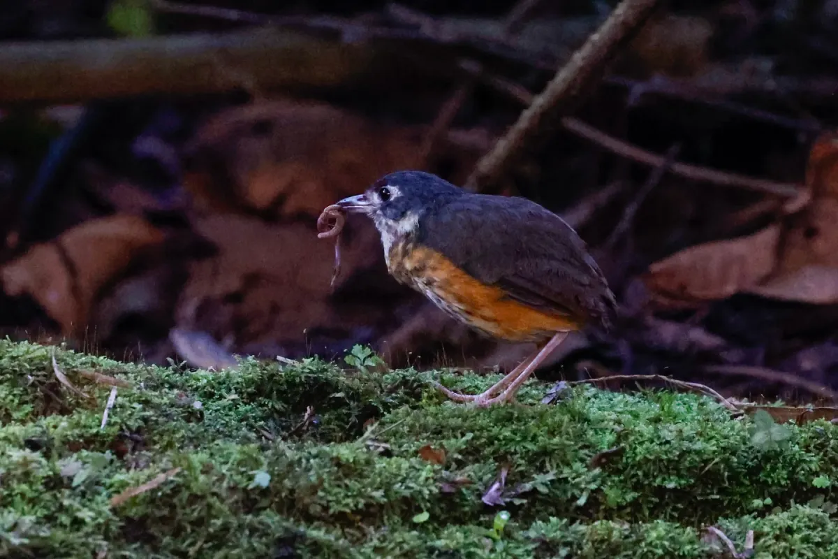 File:Myrmothera fulviventris - Tom Field - 396340713.jpeg