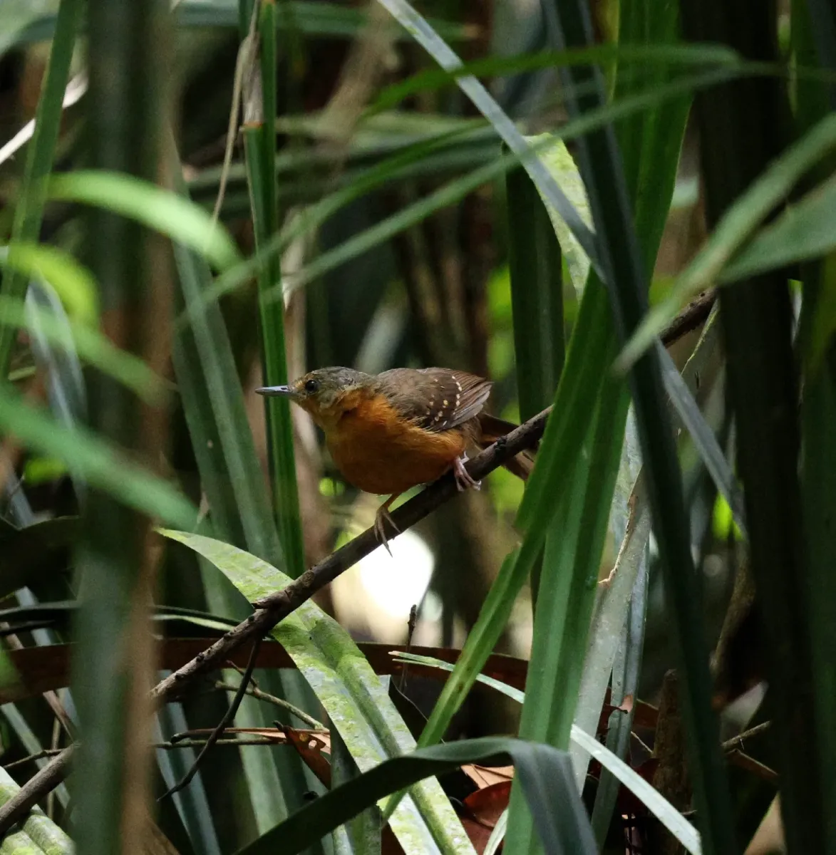 File:Myrmelastes rufifacies - Miguel - 598626636.jpeg