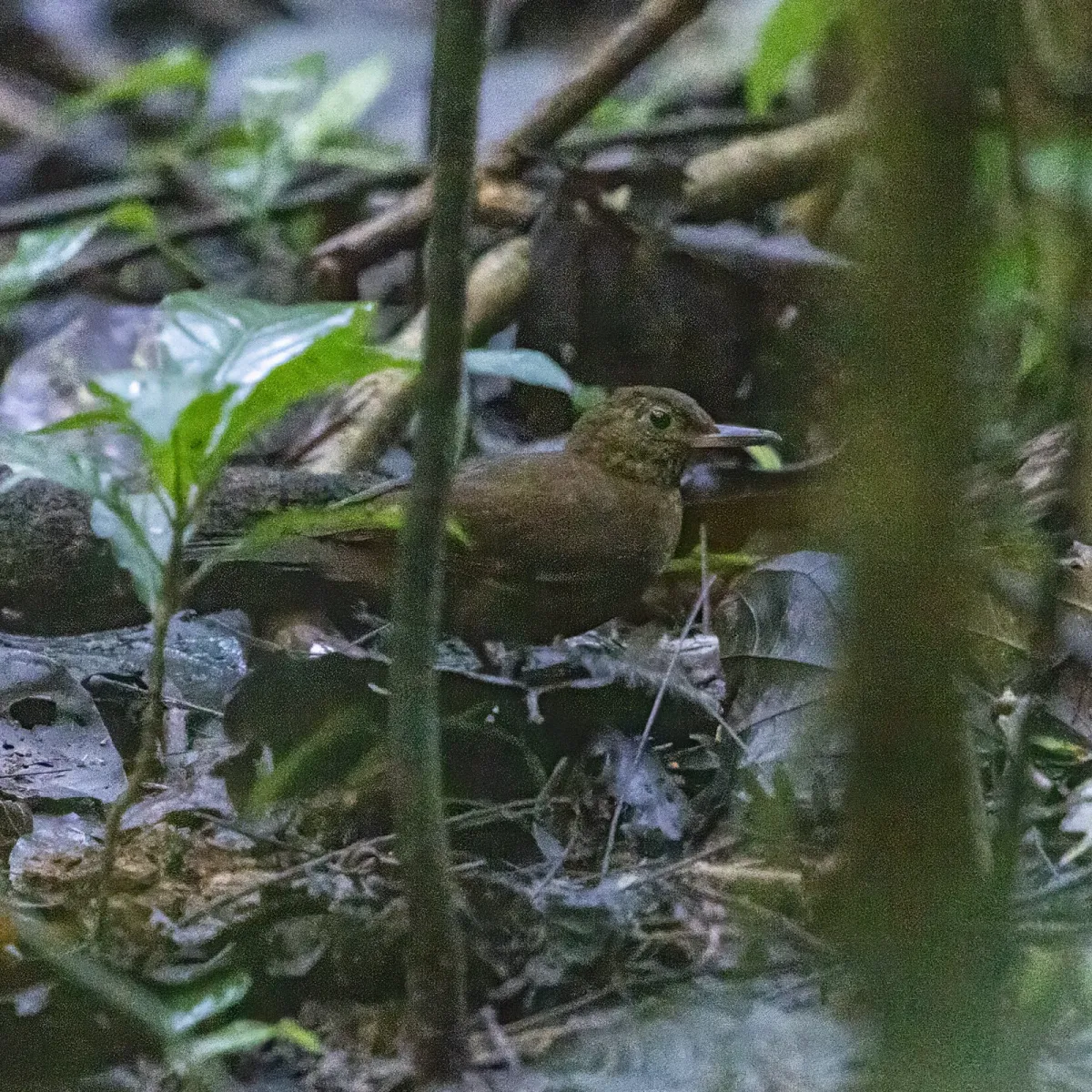 File:Sclerurus guatemalensis - Dan Vickers - 458767479.jpeg