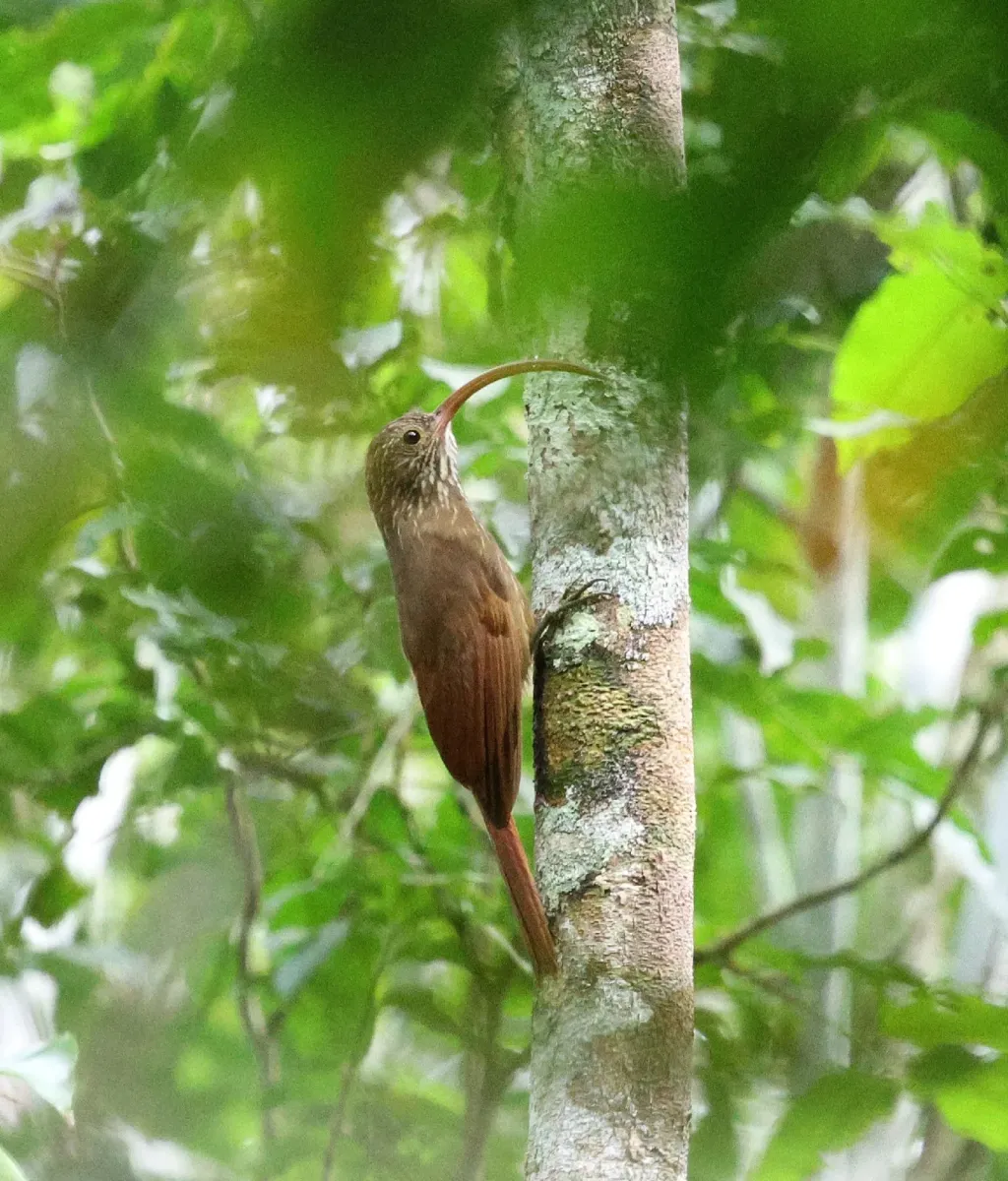 File:Campylorhamphus probatus probatus - Miguel - 598625543.jpeg