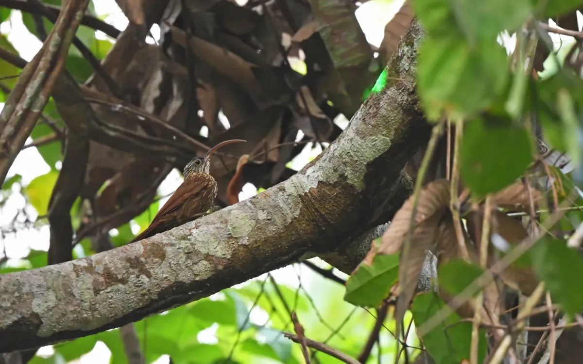 File:Campylorhamphus multostriatus - Christoph Moning - 445087958.jpeg