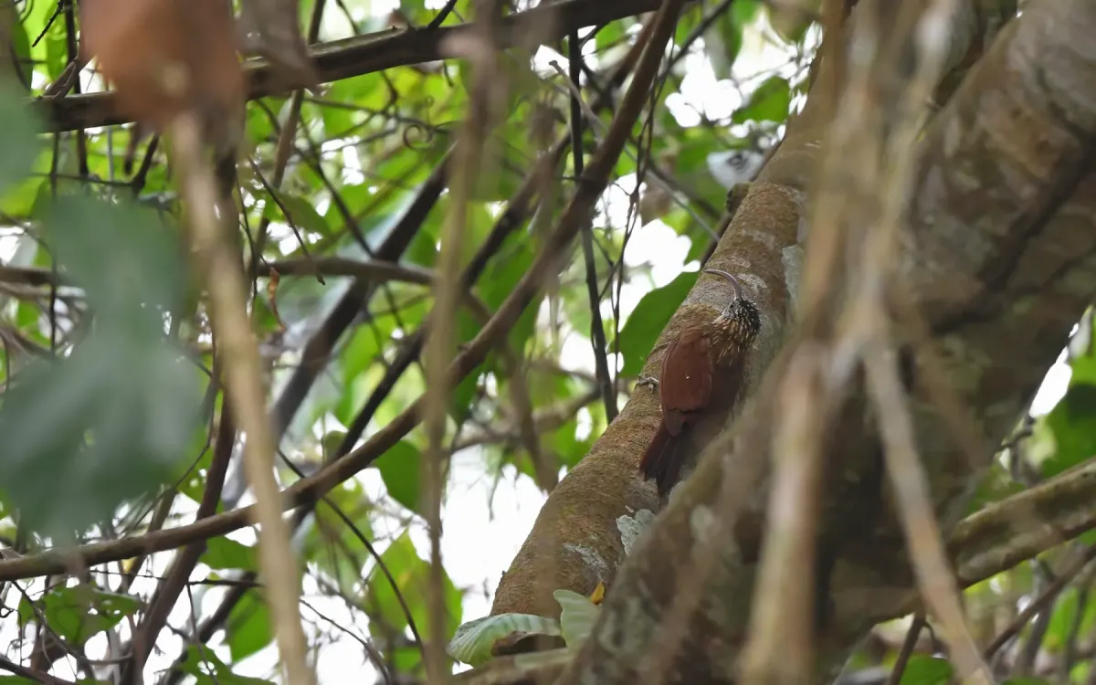 File:Campylorhamphus multostriatus - Christoph Moning - 445087974.jpeg