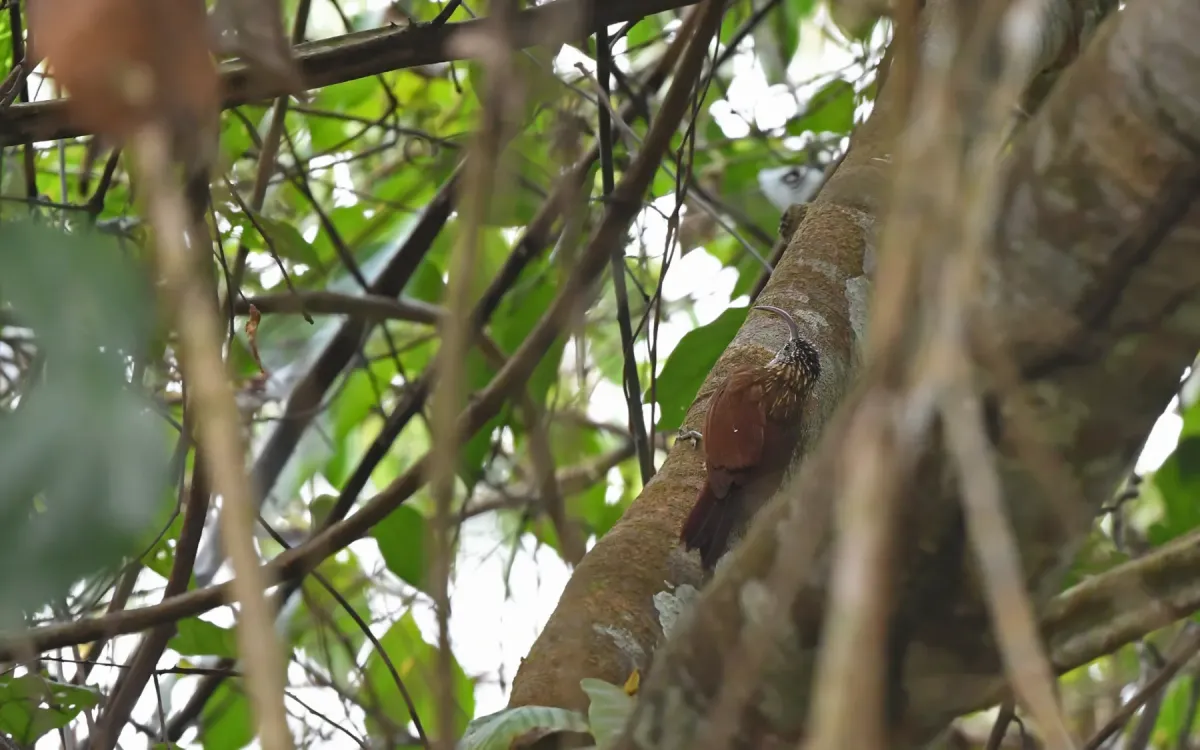 File:Campylorhamphus multostriatus - Christoph Moning - 445087979.jpeg