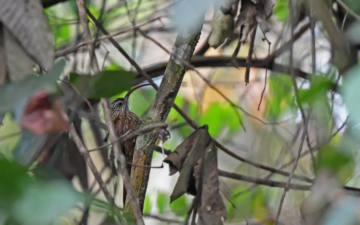 File:Campylorhamphus multostriatus - Christoph Moning - 445087996.jpeg