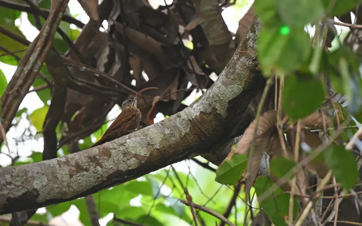 File:Campylorhamphus multostriatus - Christoph Moning - 445087999.jpeg