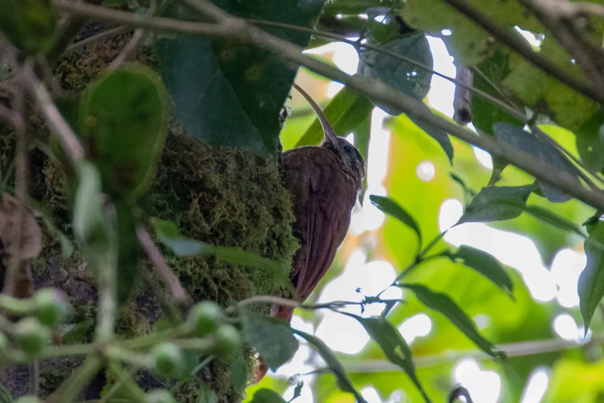 File:Drymotoxeres pucheranii - Thibaud Aronson - 111866140.jpeg