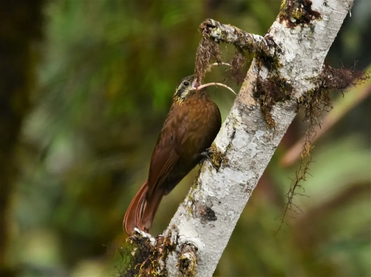 File:Drymotoxeres pucheranii - Zac Peterson - 226139092.jpeg