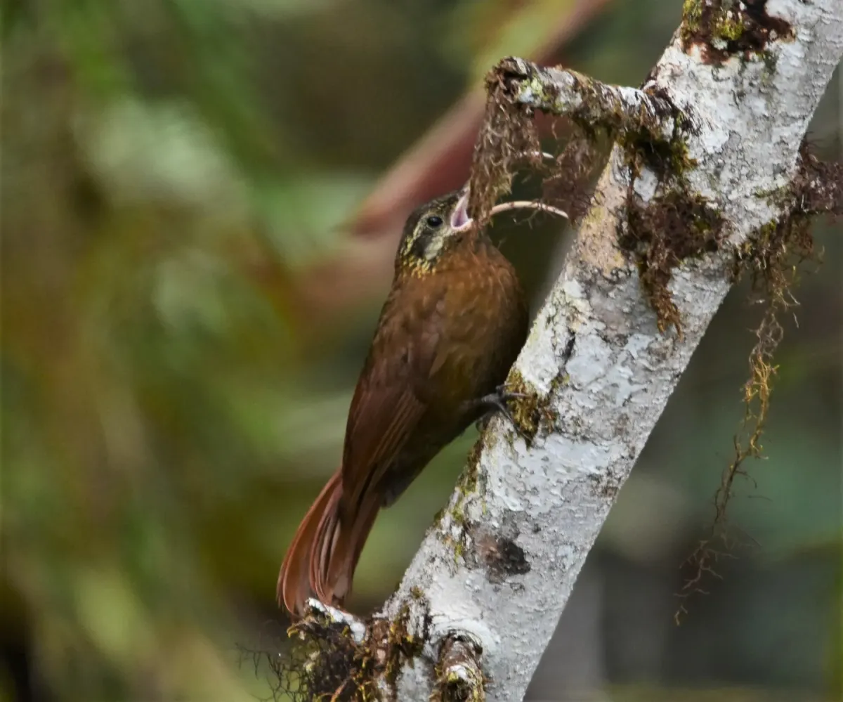 File:Drymotoxeres pucheranii - Zac Peterson - 226138968.jpeg