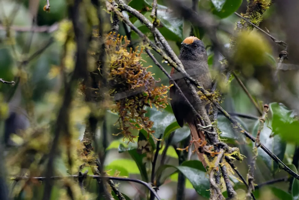 File:Cranioleuca albiceps - David F. Belmonte - 590381109.jpeg