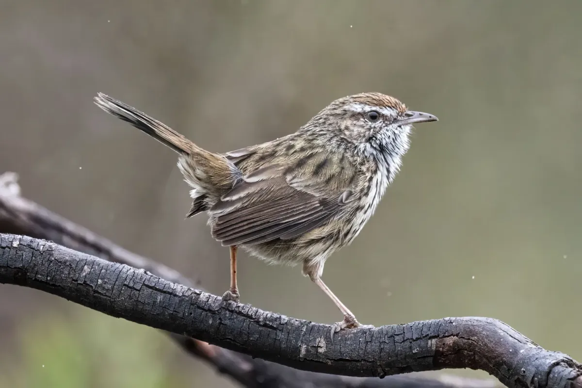 File:Calamanthus montanellus - Alan Bell - 495032100.jpeg