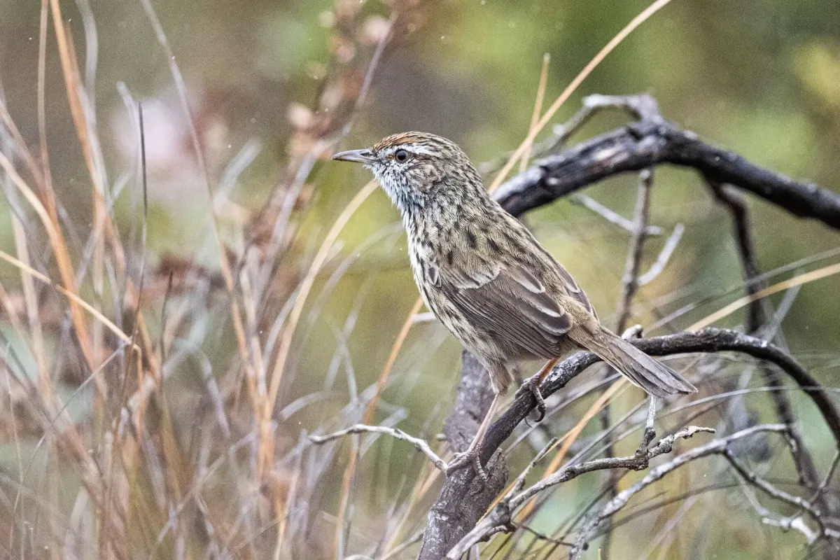 File:Calamanthus montanellus - Alan Bell - 495032960.jpeg