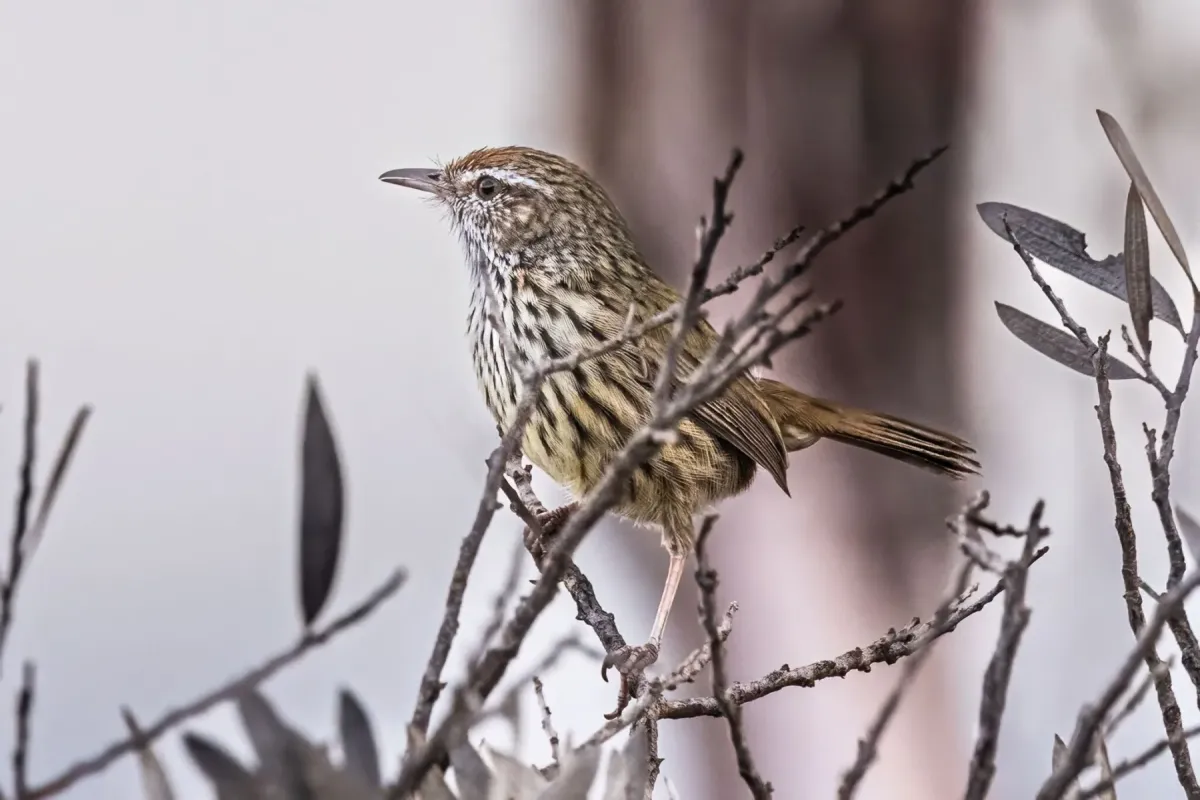 File:Calamanthus montanellus - Alan Bell - 495037338.jpeg