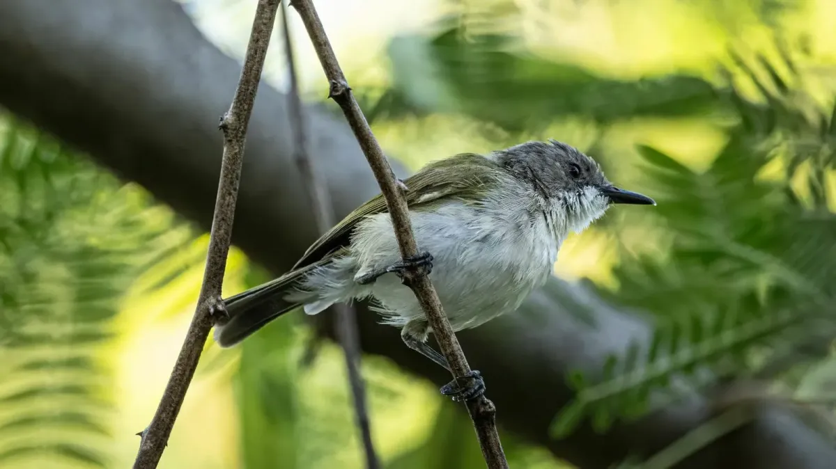 File:Gerygone chloronota - Alan Bell - 392270178.jpeg