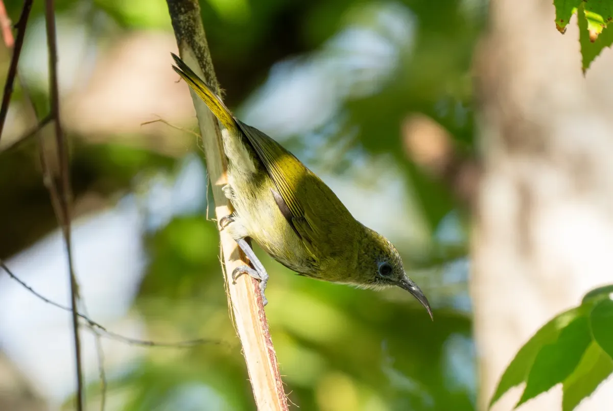 File:Lichmera lombokia - Forest Botial-Jarvis - 331092833.jpeg