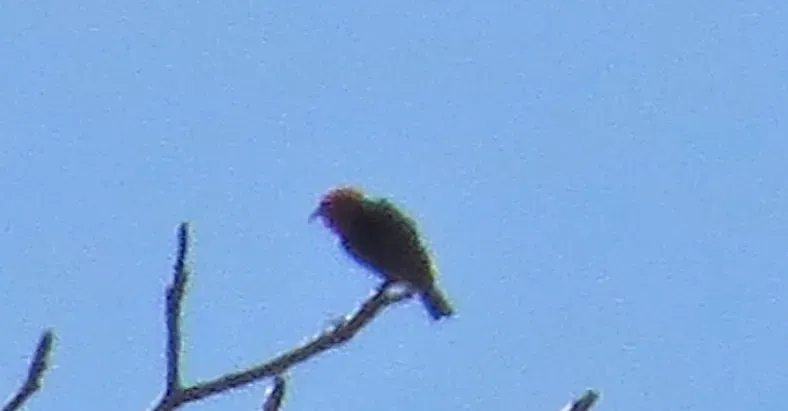 File:Myzomela dammermani - Christoph Moning - 107994728 (cropped).jpeg