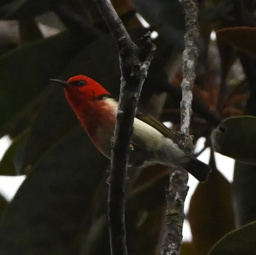 File:Myzomela caledonica - Ben Keen - 586255993.jpeg