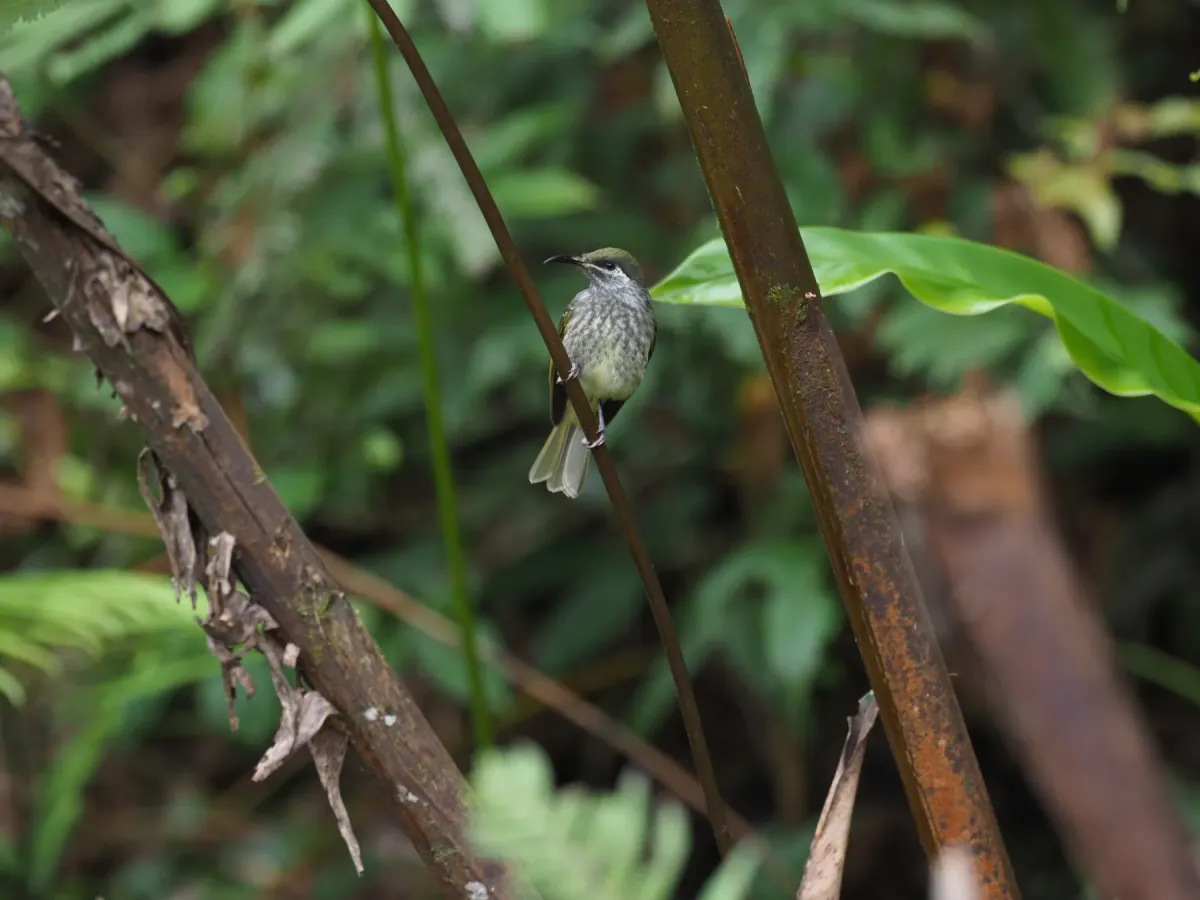 File:Lichmera monticola - James Eaton - 416849303.jpeg