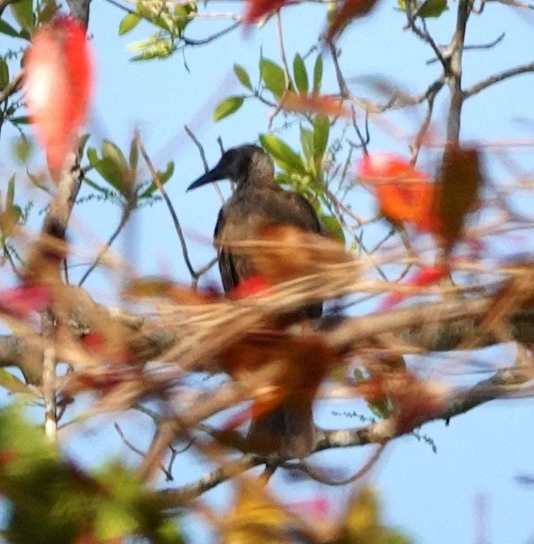 File:Philemon plumigenis - desertnaturalist - 332137073.jpeg