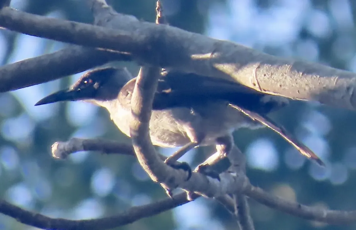 File:Philemon cockerelli - tlaloc27 - 227815284.jpeg