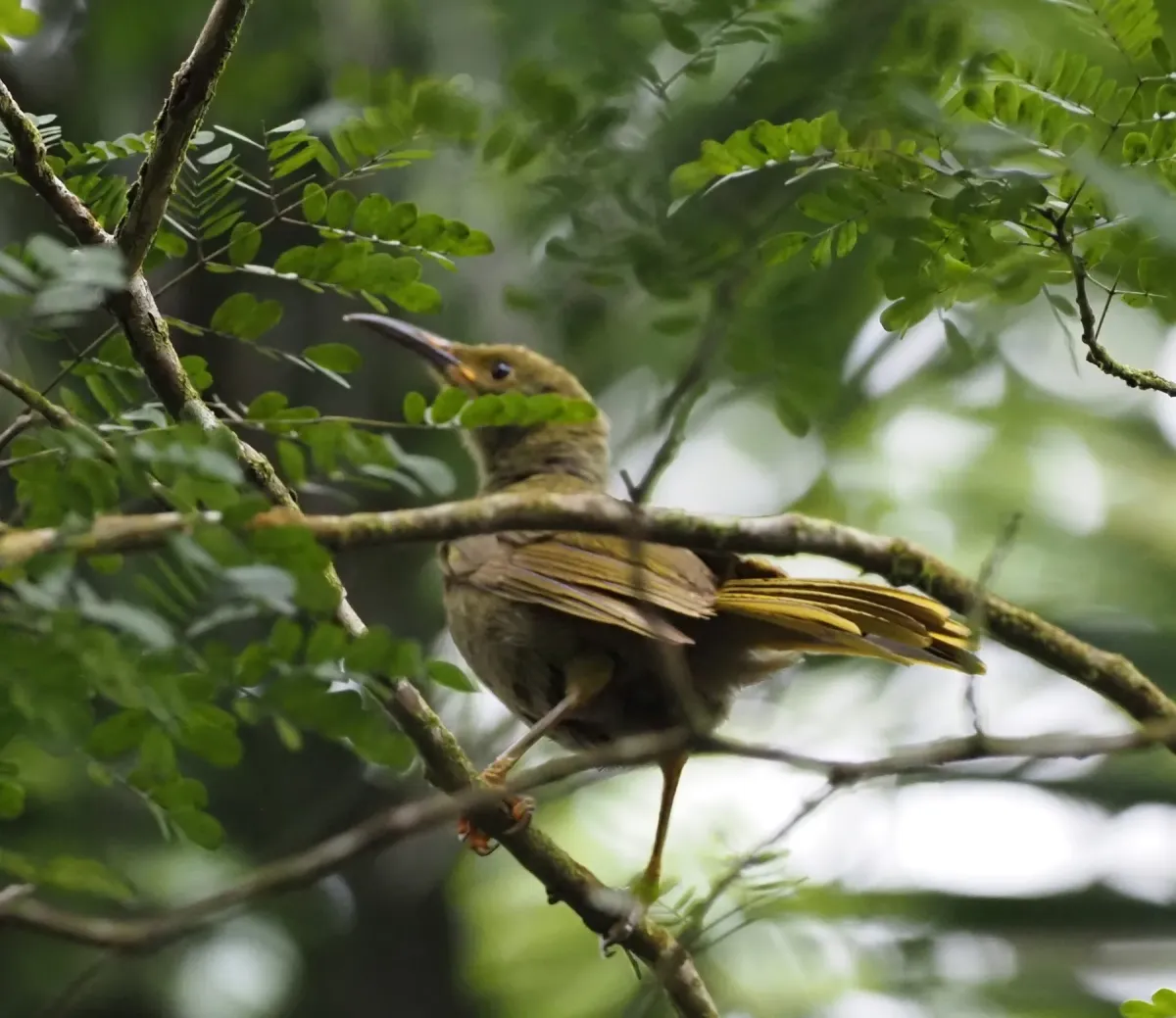 File:Gymnomyza brunneirostris - Rosario - 330230963.jpeg