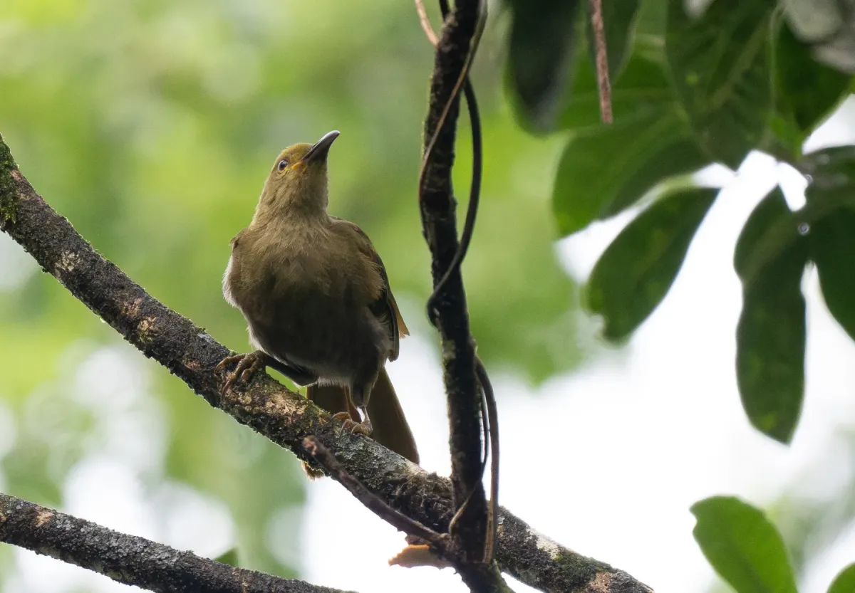 File:Gymnomyza brunneirostris - Forest Botial-Jarvis - 341736279.jpeg