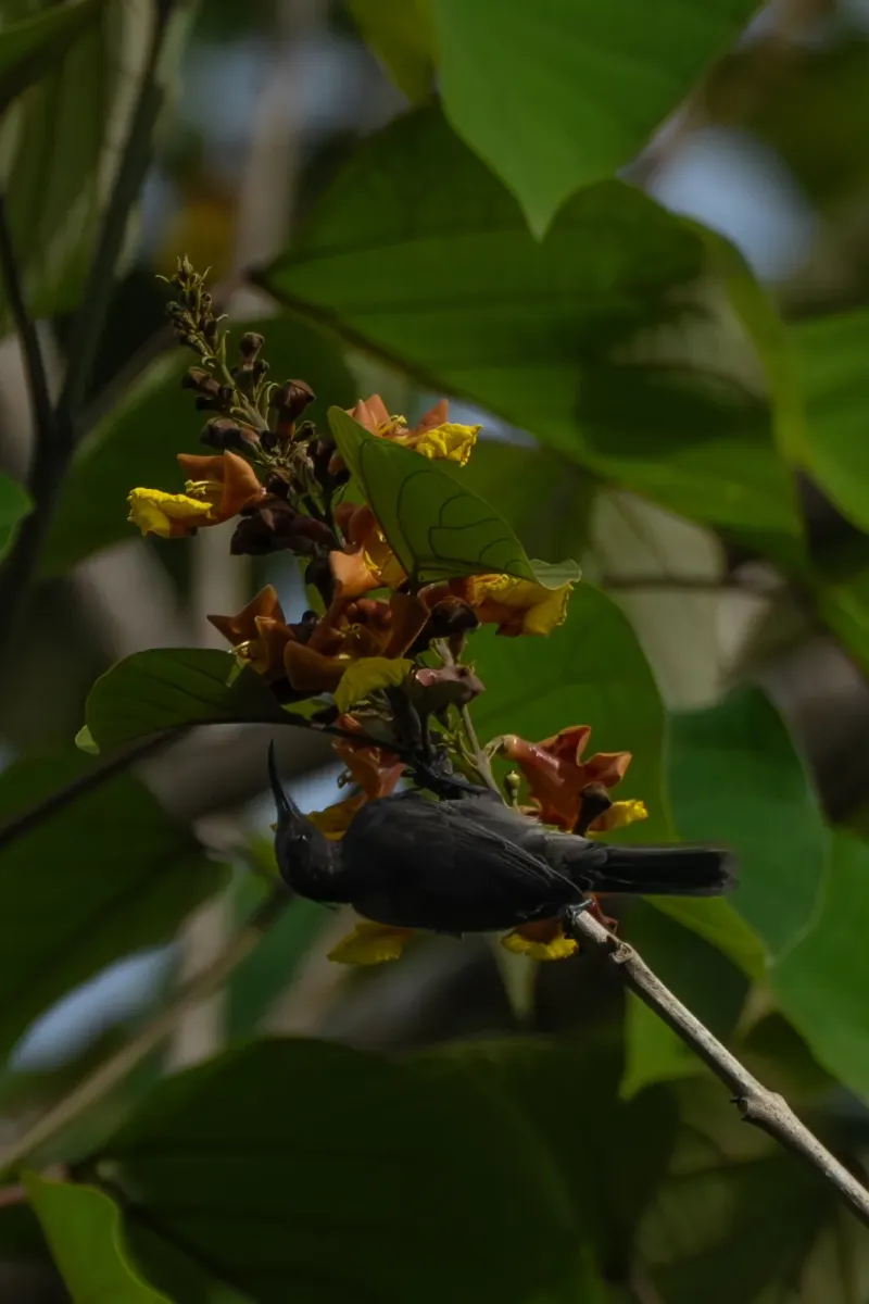 File:Myzomela eques - Chelsea F. - 598259305.jpeg